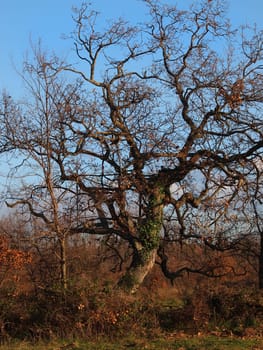 Autumn lanscape with oak grove in september