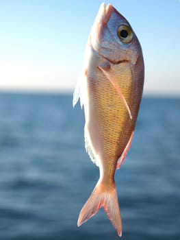 gold fish on the hook