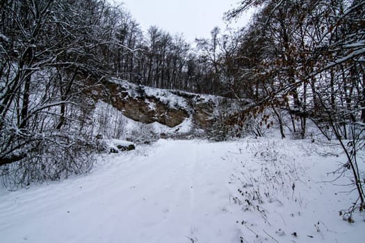 Snowy woods in the south of Germany .