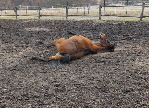 Scratching on the back - horse rubbing his back