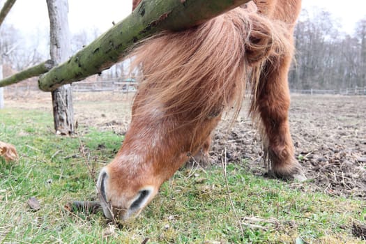 Searching for food - a horse on the graze - detail