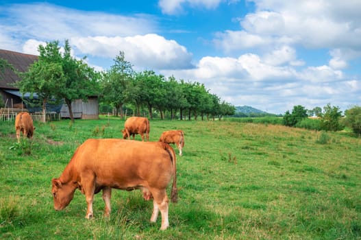 Countryside scenery with a herd of Limpurger breed cows, grazing on a green meadow, near their stable and an orchard, in Schwabisch Hall, Germany.