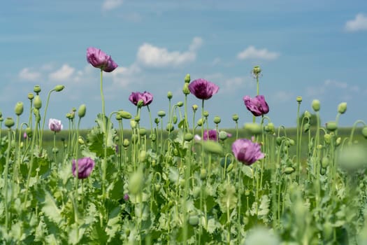Closeup flowers of Opium poppy flowers on field (Papaver somniferum)