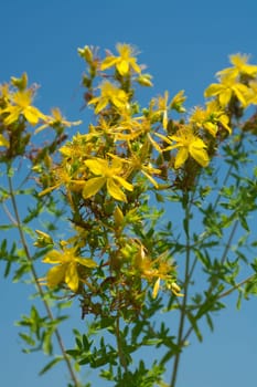 Flower medicinal plants - Hypericum perforatum (aka. perforate St John's-wort) a medicinal herb with antidepressant activity