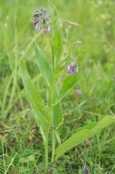Flower and stem of medicinal plants - Symphytum officinale. Picture from wild nature and organic environment. ingredient for herbal treatment