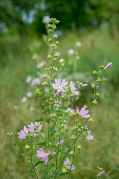 Medical plant mellow (Althea officinalis ) grow in wild nature. Gently pink flowers on green backgorund
