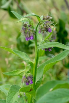 Flower and stem of medicinal plants - Symphytum officinale. Picture from wild nature and organic environment. ingredient for herbal treatment