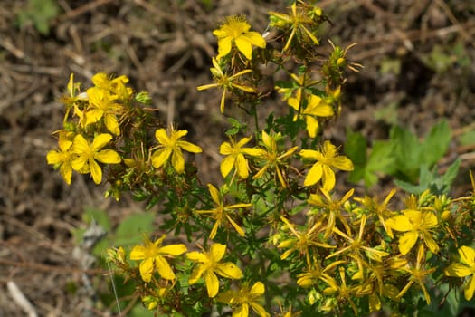 Flower medicinal plants - Hypericum perforatum (aka. perforate St John's-wort) a medicinal herb with antidepressant activity