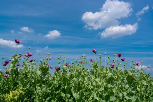 Opium poppy flowers under blue sky (Papaver somniferum)