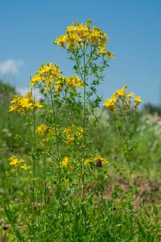 Flower medicinal plants - Hypericum perforatum (aka. perforate St John's-wort) a medicinal herb with antidepressant activity