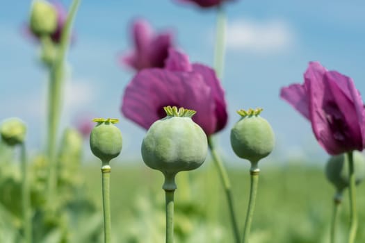 Closeup of Opium poppy flowers (Papaver somniferum)