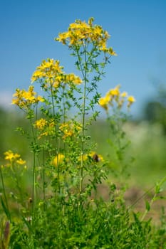 Flower medicinal plants - Hypericum perforatum (aka. perforate St John's-wort) a medicinal herb with antidepressant activity