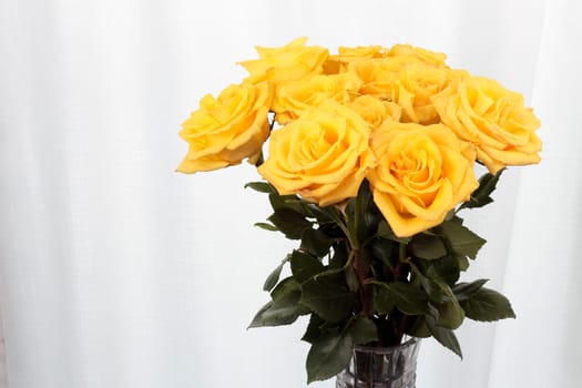 Vase of yellow rose flowers in front of a curtain. Twelve yellow roses with pink streaks vase bouquet. One dozen bright yellow roses with tiny pink streaks in a crystal vase near a sheer white curtain