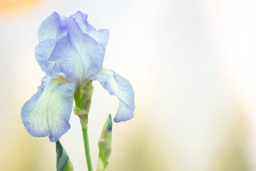 Greeting card with blue iris flower on bright pastel background. Space for your text. Card concept.