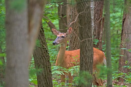 Hidden Deer in a Quiet Forest near Saugatuck, Michigan