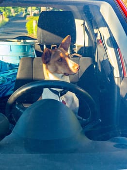funny dog in car behind steering wheel and windshield