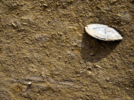 A fossilized seashell in soft sandstone or limestone in Malta