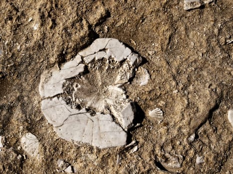 A fossilized echinoid urchin in soft sandstone or limestone in Malta