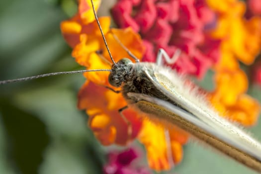 The Large White, Pieris brassicae, also called Cabbage Butterfly, Cabbage White, or in India the Large Cabbage White, White cabbage butterfly is a butterfly in the family Pieridae.