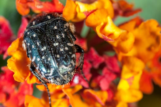 Extreme macro showing detail of the White Spotted Barbary Bug or Oxythyrea Funesta.