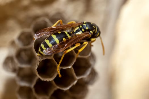 A young Paper Wasp Queen builds a nest to start a new colony.