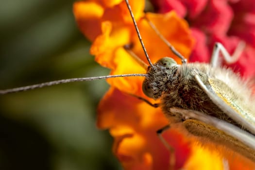 The Large White, Pieris brassicae, also called Cabbage Butterfly, Cabbage White, or in India the Large Cabbage White, White cabbage butterfly is a butterfly in the family Pieridae.