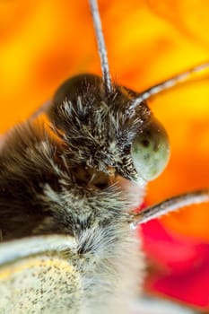 The Large White, Pieris brassicae, also called Cabbage Butterfly, Cabbage White, or in India the Large Cabbage White, White cabbage butterfly is a butterfly in the family Pieridae.