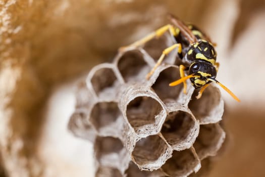 A young Paper Wasp Queen builds a nest to start a new colony.