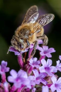The Maltese honey bee, Apis mellifera ruttneri, is a sub-species of the Western honey bee.