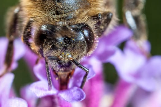 The Maltese honey bee, Apis mellifera ruttneri, is a sub-species of the Western honey bee. It originates from Malta where it is native. Here we can see the antenna joint at 5 times lifesize.