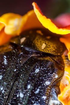 Extreme macro showing detail of the White Spotted Barbary Bug or Oxythyrea Funesta.