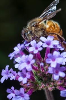 The Maltese honey bee, Apis mellifera ruttneri, is a sub-species of the Western honey bee. It originates from Malta where it is native.