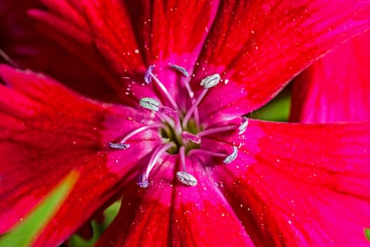 A super macro image showing detail of pistils and pollen on a flower