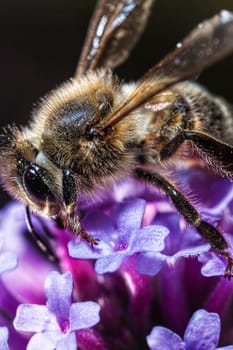 The Maltese honey bee, Apis mellifera ruttneri, is a sub-species of the Western honey bee. It originates from Malta where it is native.
