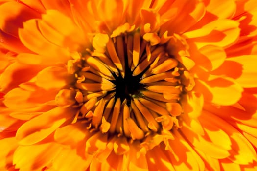 A super macro image showing detail of petals on a flower