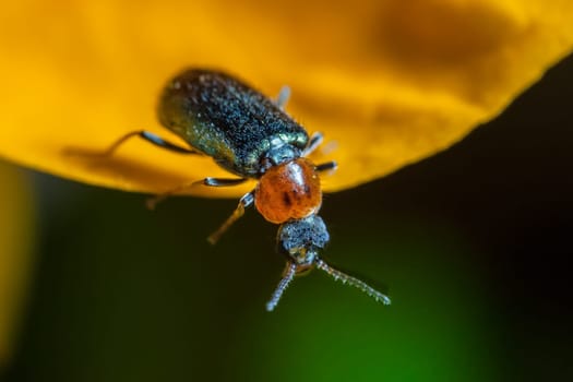The cereal leaf beetle (Oulema melanopus or Lema melanopa) is a coleopter, belonging to the family of Chrysomelidae, and an agricultural pest.