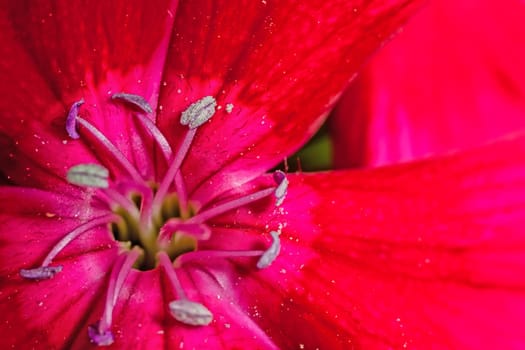 A super macro image showing detail of petals on a flower