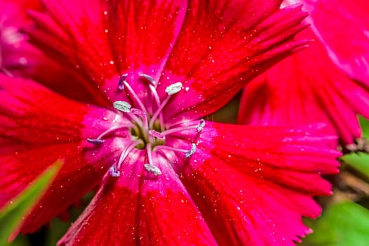 A super macro image showing detail of pollen and pistils on a flower