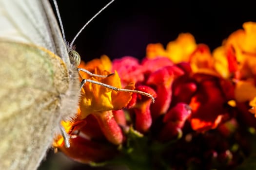 The Large White, Pieris brassicae, also called Cabbage Butterfly, Cabbage White, or in India the Large Cabbage White, White cabbage butterfly is a butterfly in the family Pieridae.