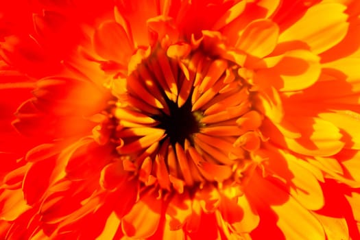A super macro image showing detail of petals on a flower