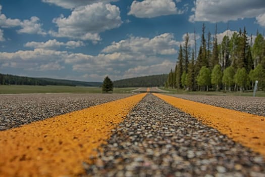 Road lines. Forest at the horizon