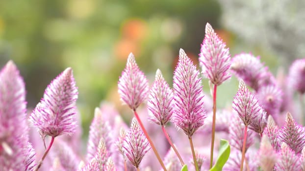 Tiarella sky rocket pink color flowers close-up angle in garden of Namba park Osaka Japan at summer season