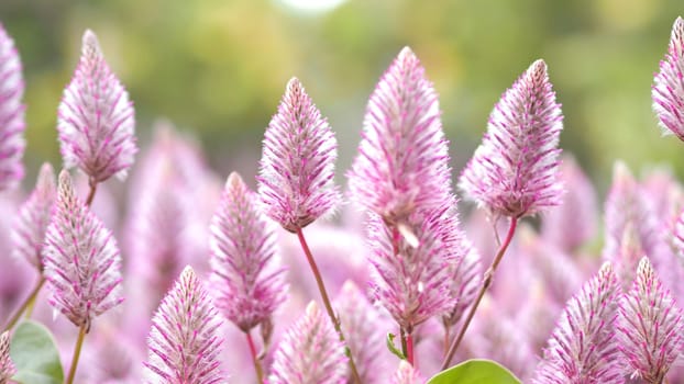 Tiarella sky rocket pink color flowers close-up angle in garden of Namba park Osaka Japan at summer season