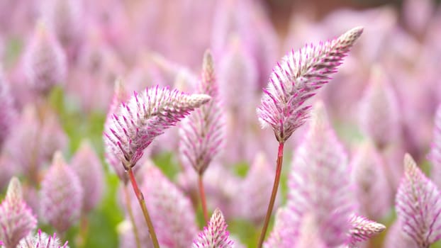 Tiarella sky rocket pink color flowers close-up angle in garden of Namba park Osaka Japan at summer season