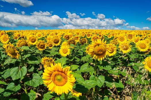 Sunflowers with spring clouds,agricultural landscape in summer