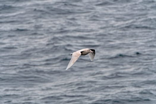 Immature Glaucous Gull in Flight along a Remote Coast of Greenland along the Nugssuaq Peninsula