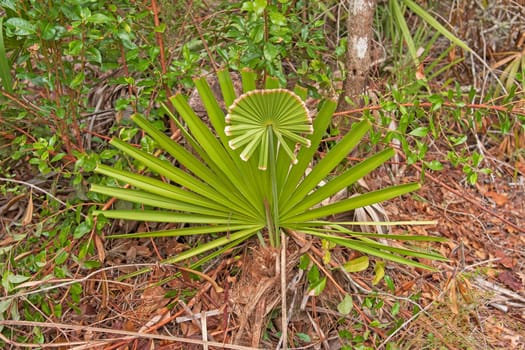Unique Palmetto in wetland Hummock in Okefenokee Swamp in Georgia