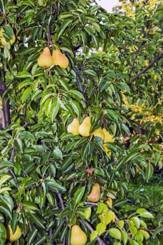 Pear tree in garden