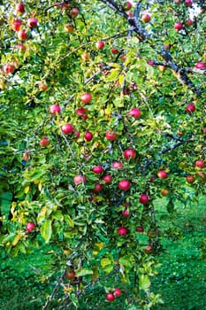 Apple tree in garden