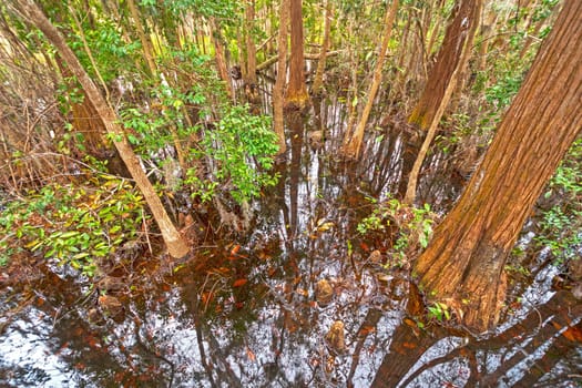 Looking Down into the Dark Waters of a Cypress Swamp in Okefenokke Swamp in Georgia